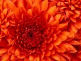 /album/fotogaleria-galeria/chrysanthemum-jpg/