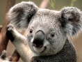 /album/fotogaleria-galeria/koala-jpg/