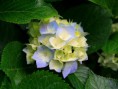 /album/fotogaleria/hydrangeas-jpg1/