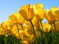 /album/fotogaleria/tulips-jpg/